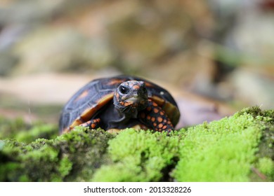 Cute small baby Red-foot Tortoise in the nature,The red-footed tortoise (Chelonoidis carbonarius) is a species of tortoise from northern South America - Shutterstock ID 2013328226