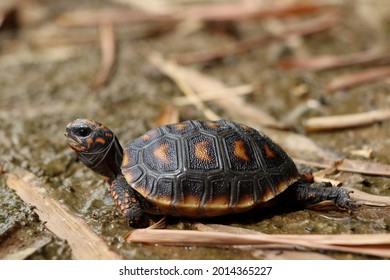 Cute small baby Red-foot Tortoise in the nature,The red-footed tortoise (Chelonoidis carbonarius) is a species of tortoise from northern South America - Shutterstock ID 2014365227