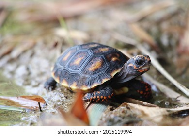 3,127 Tortoise Foot Images, Stock Photos & Vectors 