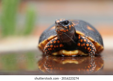 Cute small baby Red-foot Tortoise in the nature,The red-footed tortoise (Chelonoidis carbonarius) is a species of tortoise from northern South America - Shutterstock ID 2016223274