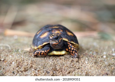 3,127 Tortoise foot Images, Stock Photos & Vectors | Shutterstock