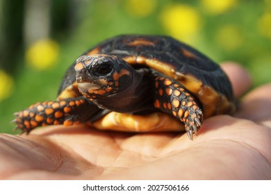 Cute small baby Red-foot Tortoise in the nature,The red-footed tortoise (Chelonoidis carbonarius) is a species of tortoise from northern South America - Shutterstock ID 2027506166