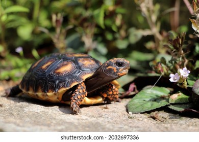 Cute small baby Red-foot Tortoise in the nature,The red-footed tortoise (Chelonoidis carbonarius) is a species of tortoise from northern South America - Shutterstock ID 2032697336