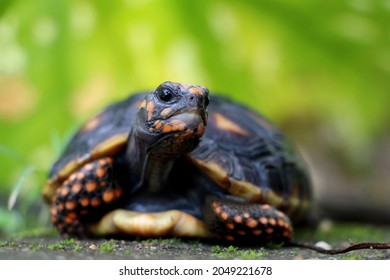 Cute small baby Red-foot Tortoise in the nature,The red-footed tortoise (Chelonoidis carbonarius) is a species of tortoise from northern South America - Shutterstock ID 2049221678