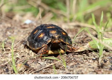 3,127 Tortoise foot Images, Stock Photos & Vectors | Shutterstock