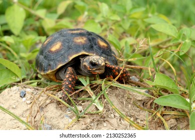 Cute small baby Red-foot Tortoise in the nature,The red-footed tortoise (Chelonoidis carbonarius) is a species of tortoise from northern South America - Shutterstock ID 2130252365