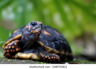 Cute small baby Red-foot Tortoise in the nature,The red-footed tortoise (Chelonoidis carbonarius) is a species of tortoise from northern South America - Shutterstock ID 2180755821