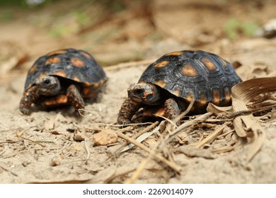 Cute small baby Red-foot Tortoise in the nature,The red-footed tortoise (Chelonoidis carbonarius) is a species of tortoise from northern South America - Shutterstock ID 2269014079