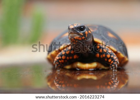 Cute small baby Red-foot Tortoise in the nature,The red-footed tortoise (Chelonoidis carbonarius) is a species of tortoise from northern South America
