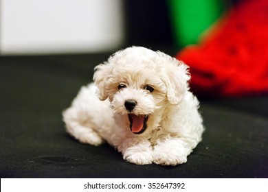 Bichon Frise Puppy Images Stock Photos Vectors Shutterstock
