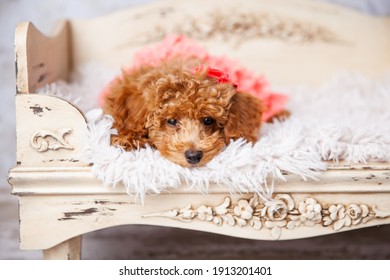 Cute Small Bichon Poodle Bichpoo Puppy Dog Laying On A Fancy Ornated Dog Bed