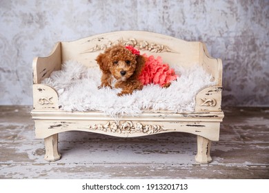 Cute Small Bichon Poodle Bichpoo Puppy Dog Laying On A Fancy Ornated Dog Bed