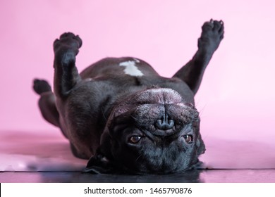 Cute Small Black Bull Dog Lying Upside Down