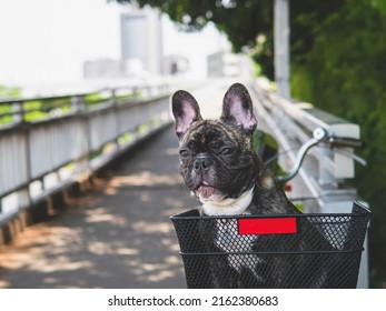 Cute small black dog in a bicycle basket at pathway in a city, brindle French bulldog travel by bicycle.