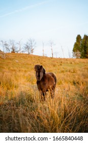 Cute Small Black Horse Standing Still In Yellow Grass Field