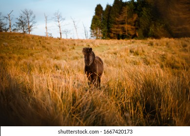 Cute Small Black Horse Standing Still In Yellow Grass Field