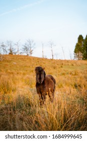 Cute Small Black Horse Standing Still In Yellow Grass Field