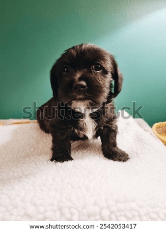 A cute small black Jack-A-Poo puppy