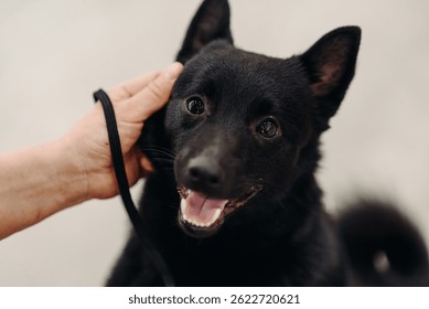 cute small black schipperke dog close-up portrait