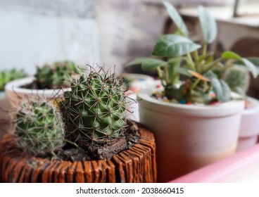 Cute Small Cacti In A Ceramic Pot, Long Red-black Spikes. Green Cactus At Home, Ornamental Desert Plant, Wall Blur Grey Background. Select And Soft Focus