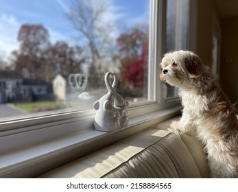 A Cute Small Cavachon Dog Standing On A Couch Near The Window And Looking Away To The City