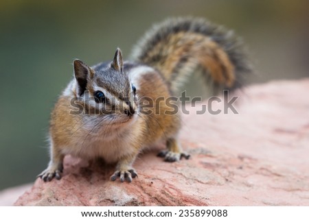cute small chipmunk standing on a sandstone rock in north america