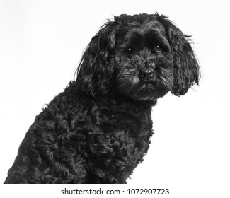 404 fotos de poodle black - Fotos, imágenes y otros productos fotográficos | Shutterstock