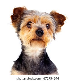 Yorkie Short Hair Images Stock Photos Vectors Shutterstock