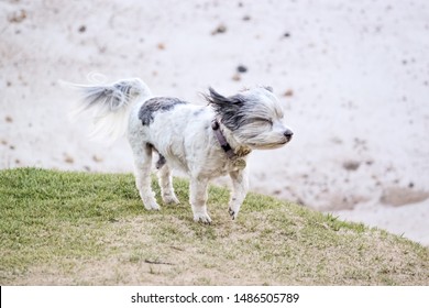 Cute Small Dog Getting Blown Away By Strong Wind.