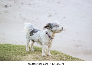 Cute Small Dog Getting Blown Away By Strong Wind.