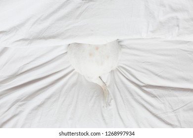 Cute Small Dog Hiding Under Bed Cover, White Sheets, Partial Bottom View. Home, Indoors