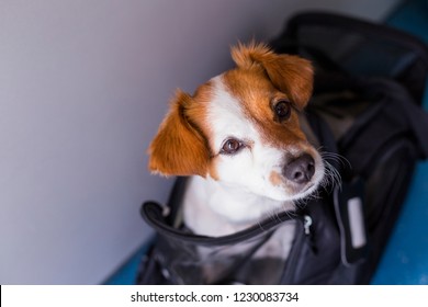 cute small dog in his travel cage ready to get on board the airplane at the airport. Pet in cabin. Traveling with dogs concept