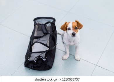 cute small dog with his travel bag ready to get on board the airplane at the airport. Pet in cabin. Traveling with dogs concept