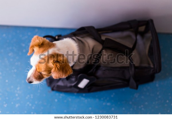 Cute Small Dog His Travel Cage Stock Photo Edit Now 1230083731