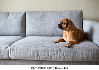 Cute Small Dog Looking Outside While Laying On Grey Sofa