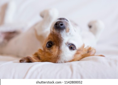 cute small dog Dog lying on back on the bed - selective focus. white background. Pets indoors