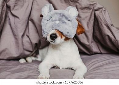 cute small dog lying on bed and wearing a rabbit sleeping mask. Pets indoors at home - Shutterstock ID 1377625586