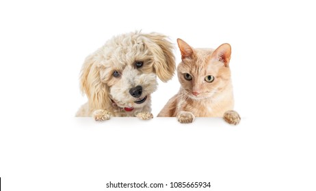 Cute Small Dog And Orange Cat Hanging Over And Looking Down At White Banner With Room For Text