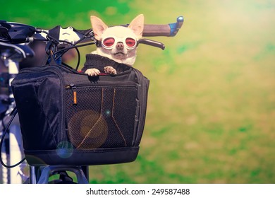 cute small dog in pet basket on bicycle