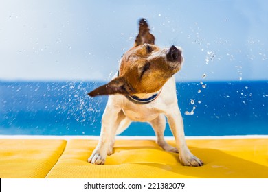 Cute Small Dog Shaking At The Beach With Closed Eyes