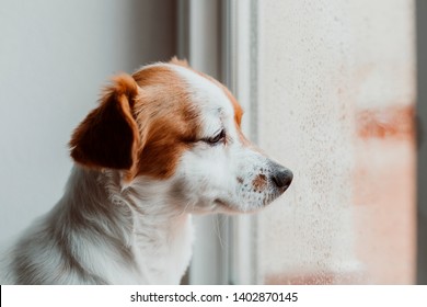 Cute Small Dog Sitting By The Window. Rainy Day, Water Drops On The Window Glass. Dog Looking Bored Or Sad. Pets At Home Indoors