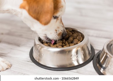 Cute Small Dog Sitting And Eating His Bowl Of Dog Food. Pets Indoors. Concept