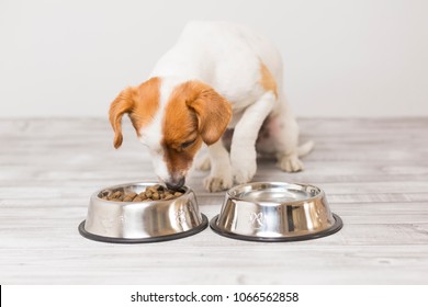 Cute Small Dog Sitting And Eating His Bowl Of Dog Food. Pets Indoors. Concept