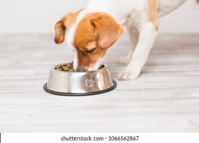 Cute Small Dog Sitting And Eating His Bowl Of Dog Food. Pets Indoors. Concept