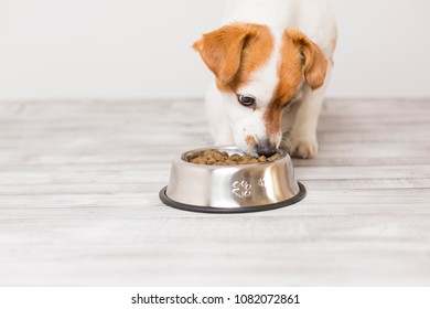 how do i get my dog to eat from his bowl