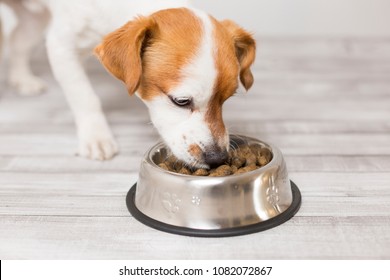 Cute Small Dog Sitting And Eating His Bowl Of Dog Food. Pets Indoors. Food Concept