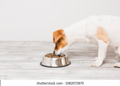 Cute Small Dog Sitting And Eating His Bowl Of Dog Food. Pets Indoors. Concept