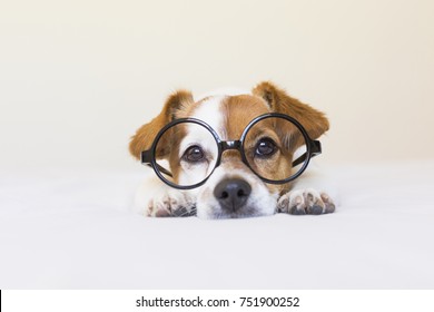 cute small dog sitting on bed and wearing glasses. Looking intelligent and curious. Pets indoors