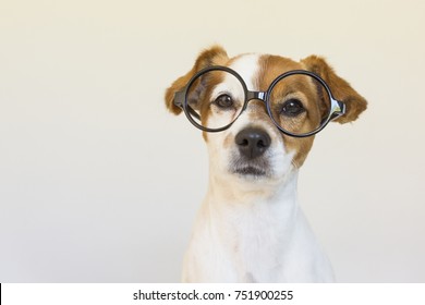 cute small dog sitting on bed and wearing glasses. Looking intelligent and curious. Pets indoors