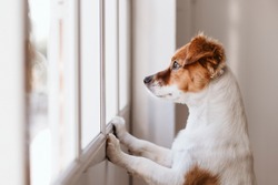 Cão Pequeno Bonito De Pé Em Duas Pernas E Olhando Para Longe Pela Janela Procurando Ou Esperando Por Seu Dono. Animais De Estimação Dentro De Casa